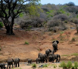 4 Tage Luxus-Zeltsafari im Kruger-Nationalpark in Südafrika - Photo 2