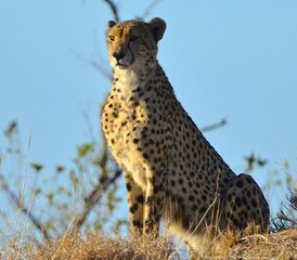 54 Day Classic Kruger Park Safari in South Africa - Photo 1