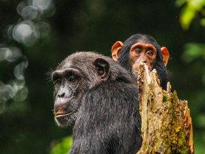3 Days Ultimate Chimpanzee Tracking Safari in Uganda
