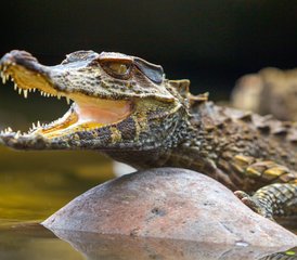 6 Tage Lagartococha Abenteuer Wildtier-Tour im Cuyabeno-Reservat in Ecuador - Photo 2