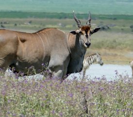 5 días de safari de vida silvestre en Tanzania: lago Manyara, Serengueti y cráter Ngorongoro - Photo 3