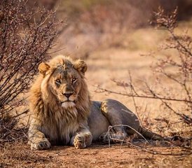 117 Tage Mittelklasse Tansania-Safari in Tarangire, Serengeti und Ngorongoro-Krater - Photo 1