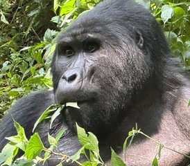 92 días de safari de trekking con gorilas en el Parque Nacional Impenetrable de Bwindi en Uganda - Photo 1