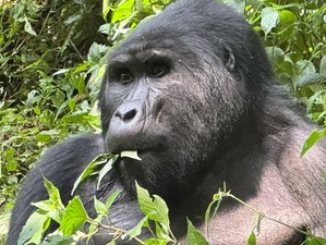 2 Day Gorilla Trekking Safari in Bwindi Impenetrable National Park in Uganda