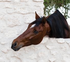 4 Day Escape to Argana: Equestrian Fairy Tale Horse Riding Holiday in Morocco - Photo 4