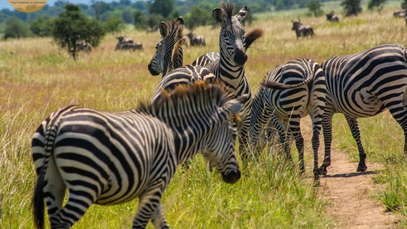 3 jours safari au parc national de Mikumi, Tanzanie