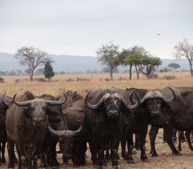 6 jours en stage de safari à Udzungwa, Ruaha et au parc national de Mikumi depuis Dar es Salaam, Tanzanie - Photo 4