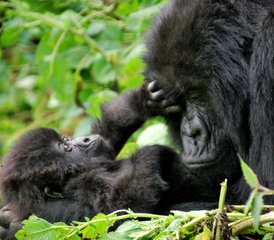 4 jours safari gorilles à Murchison Falls avec croisière, Ouganda - Photo 4