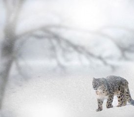 512 jours en stage d’expédition ultime sur la faune du léopard des neiges en Inde - Photo 1