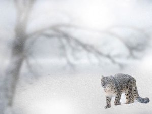 12 Day Ultimate Snow Leopard Wildlife Expedition Tour in India