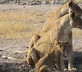 6 días de safari privado en el sur de Tanzania: Nyerere, Mikumi, Ruaha y disfruta de un pintoresco safari en barco - Photo 5