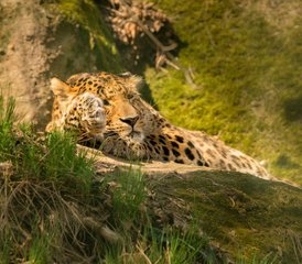 4 Day Ndutu Safari: Witness The Great Migration Calving Season in Tanzania - Photo 3