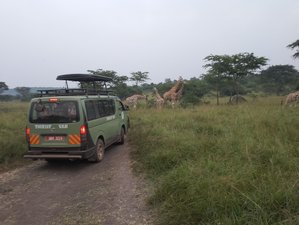 9-Tage Wildtier- und Gorilla-Safari in Ruanda und Uganda