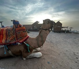 8 jours en stage de surf et yoga tous niveaux sous le soleil de Souss-Massa, Maroc - Photo 5