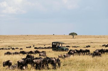 5 Tage Safari in Kenia von den Seen bis in die Wildnis