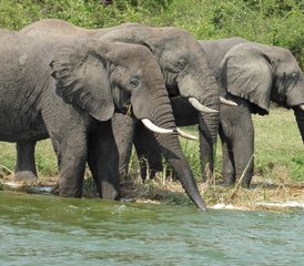 3 Tage Abenteuer Safari im Queen Elizabeth National Park in Uganda - Photo 3