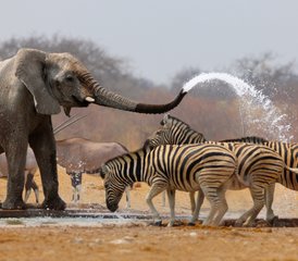 4 Tage Gruppen-Camping-Safari im Lake-Manyara-Nationalpark, Tarangire-Nationalpark und Ngorongoro-Krater in Tansani - Photo 3