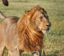 3 Tage Tansania-Safari im Serengeti-Nationalpark und im Ngorongoro-Krater - Photo 2