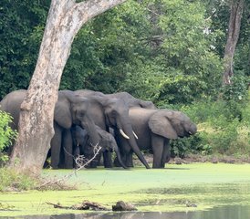 8 Tage Botswana und Simbabwe Safari: Entdecken Sie Victoriafälle, Chobe und das Delta - Photo 2