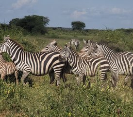 10 jours en stage de safari combiné au Kenya et en Tanzanie – Big Five, Serengeti et Maasai Mara - Photo 5