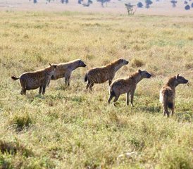 7 días de safari privado de acampada en Tanzania - Photo 5