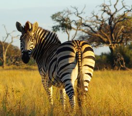 9 jours safari dans les meilleurs parcs de Zambie, Lower Zambezi et South Luangwa, Zambie - Photo 2