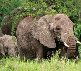 77 Day The Best Private Big Five Mid-Range Lodge Safari Package in Tanzania - Photo 1