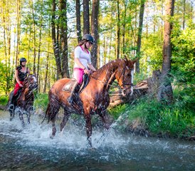 64 Day Exhilarating Horse Riding Holiday at Galiny Palace, Gmina Bartoszyce, Poland - Photo 1