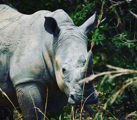10 Tage Uganda Safari in den Nationalparks Murchison Falls, Kibale, Queen Elizabeth, Bwindi und Lake Mburo - Photo 4