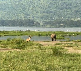 5 jours de safari économique au lac Manyara et au Ngorongoro en Tanzanie - Photo 3