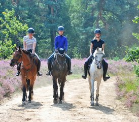 6 Tage Reittour mit Gestüt, Windmühlen und ganzer Tag bei Military Boekelo in den Niederlanden - Photo 3