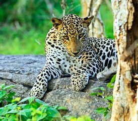 3 Day Sinharaja Rainforest and Yala Safari Adventure in Sri Lanka - Photo 2