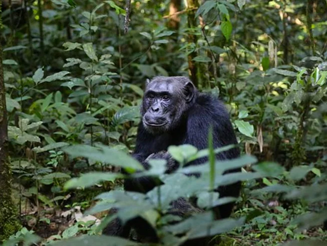 22 Day Kilimajaro Guided Motorcycle Tour in Uganda, Rwanda, Tanzania, and Kenya photo 10