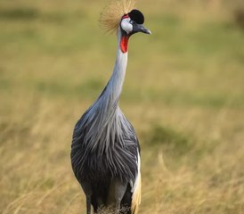 3 Tage Tsavo-Ost- und Taita-Hills-Safari in Kenia - Photo 5