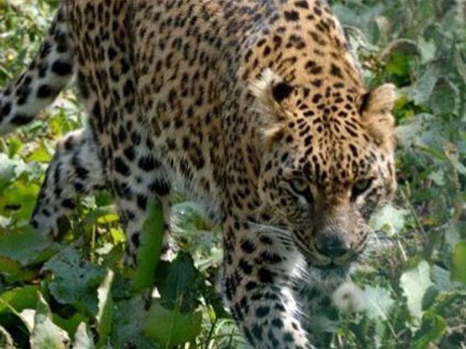 2 Day Private Lake Mburo Experience Safari in the Western Region, Uganda - photo 4