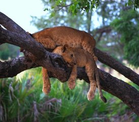 6 TageCamping-Safari im Kafue Nationalpark, Sambia - Photo 3