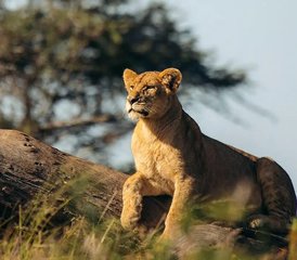 3 jours séjour safari privé dans le Serengeti et le cratère du Ngorongoro, Tanzanie - Photo 2