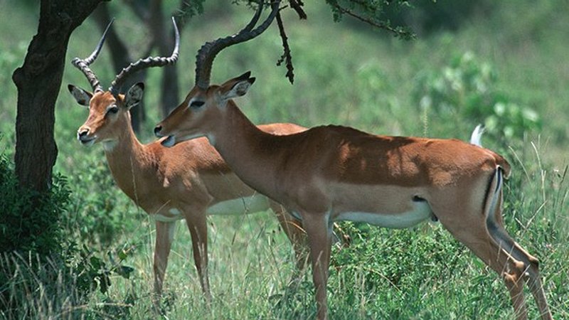 5 Day Wildebeest Migration and Big Five Safari in Serengeti National Park and Ngorongoro Crater