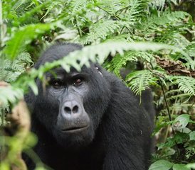 912 Tage Uganda Wildlife Safari in Nationalparks, Schutzgebieten und Sümpfen - Photo 1