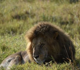 13 jours en safari de groupe économique au Kenya et en Tanzanie - Photo 3