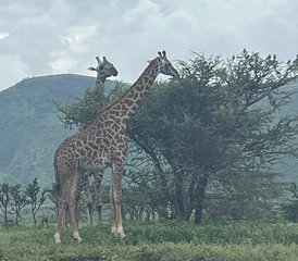 4 Tage Tansania Safari mit Heißluftballon in Tarangire, Serengeti und am Ngorongoro-Krater - Photo 4