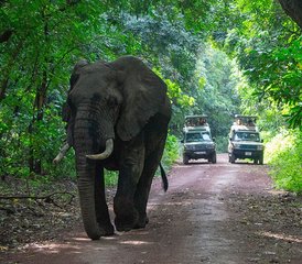 5 Tage Tansania-Safari in der Serengeti und den Ngorongoro-Hochländern und Krater - Photo 2