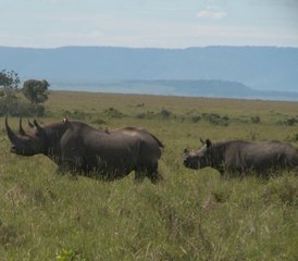 5 Day Safari Adventure through Aberdares, Lake Nakuru, and Masai Mara in Kenya - Photo 3