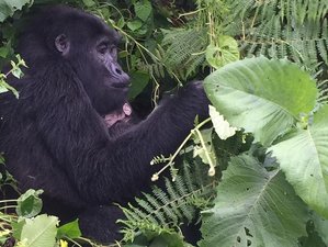 8-Daagse Chimpansees, Gorilla's en Wildlife Safari in Oeganda