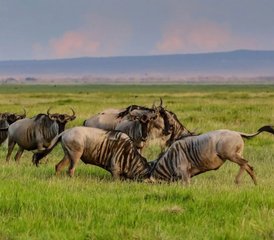 13 días de safari privado de la época de cría de ñus en Serengeti y Ngorongoro, Tanzania - Photo 1