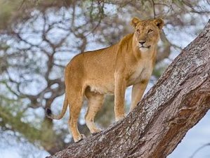 9 Day Night Game Drive, Canoeing, and Walking at Crater Rim Safari in Tanzania