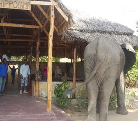 3-Daagse Tanzania Safari in Selous Game Reserve - Photo 4