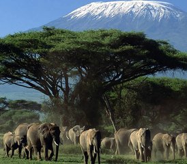 82 días de safari de acampada en el Parque Nacional de Amboseli, Kenia - Photo 1