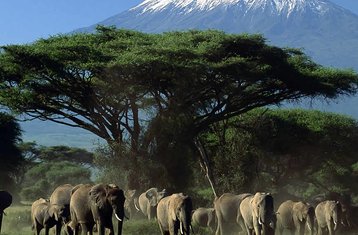 2-Daagse Kampeer Safari in Amboseli National Park, Kenia