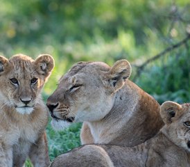 2-Tage-Tansania-Safari: Erkunden Sie den Tarangire Nationalpark und den Ngorongoro-Krater - Photo 5